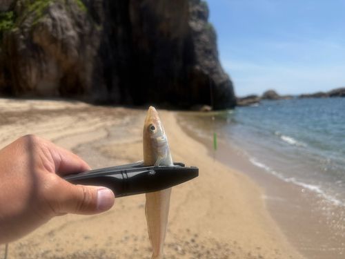 シロギスの釣果
