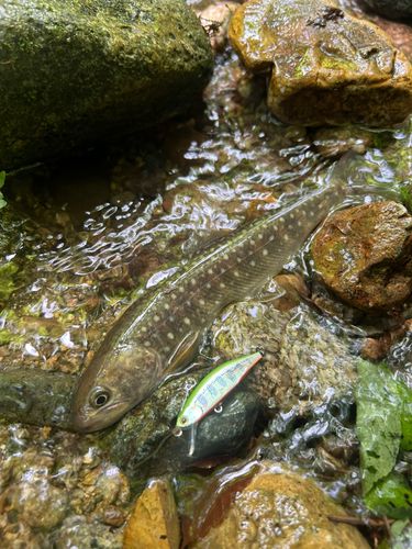 イワナの釣果