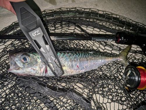 サバの釣果