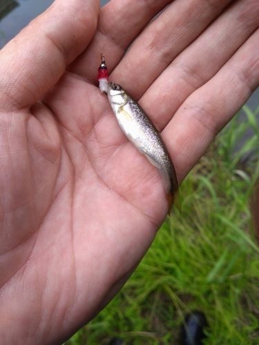 アブラハヤの釣果