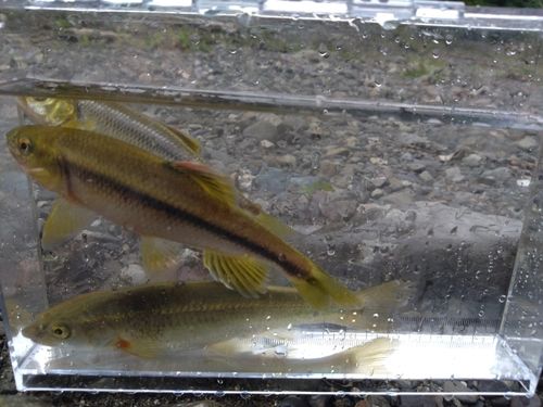 アブラハヤの釣果