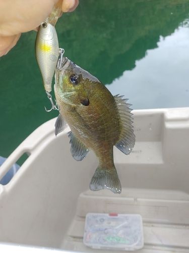 ブルーギルの釣果