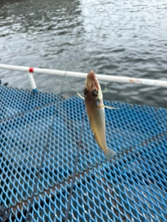 シロギスの釣果
