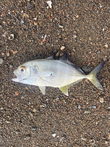 オニヒラアジの釣果