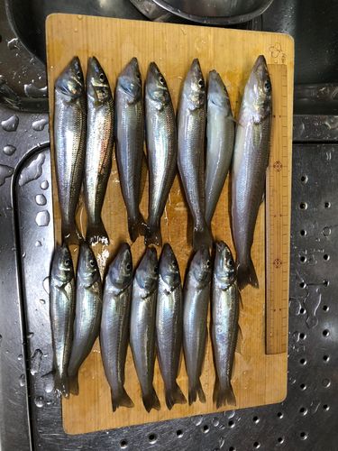 シロギスの釣果