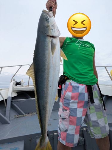 ブリの釣果