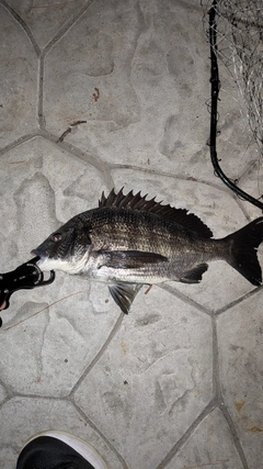 クロダイの釣果