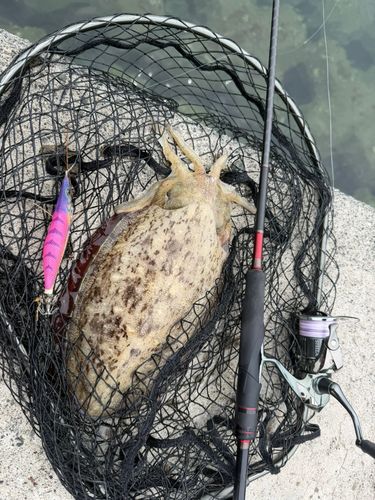 コウイカの釣果