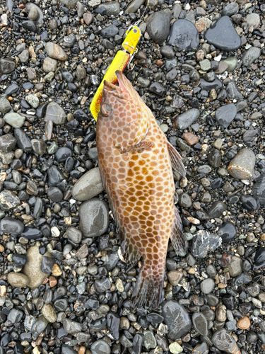 オオモンハタの釣果