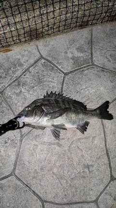 クロダイの釣果