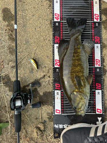 スモールマウスバスの釣果