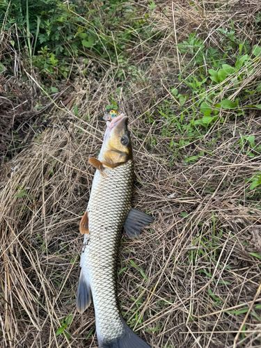 ニゴイの釣果