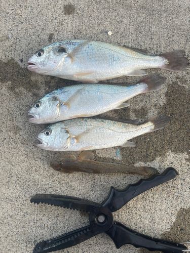 シログチの釣果