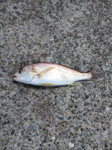 イシモチの釣果