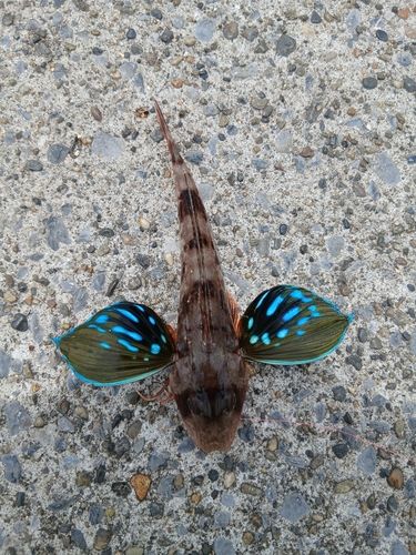 ホウボウの釣果