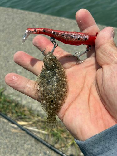 ヒラメの釣果
