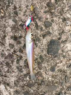 キスの釣果