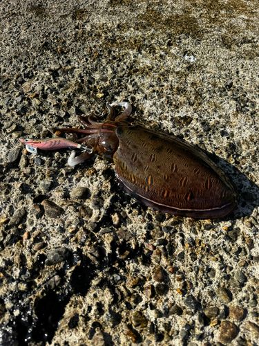 コウイカの釣果