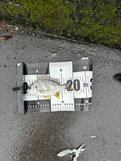 キビレの釣果