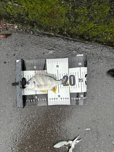キビレの釣果
