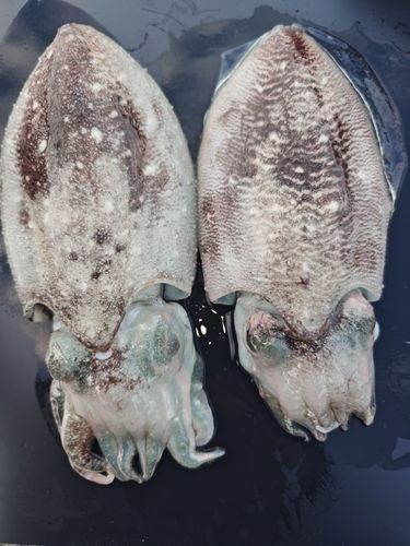コウイカの釣果