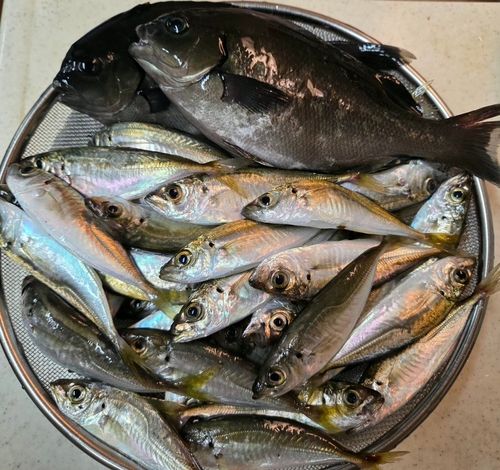 アジの釣果