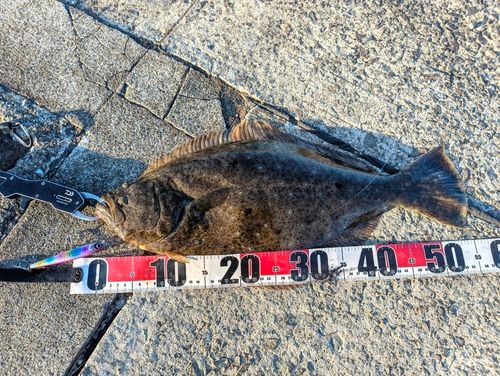 ヒラメの釣果
