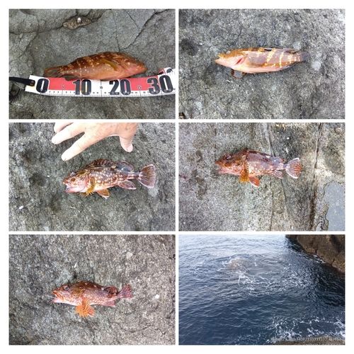 キジハタの釣果
