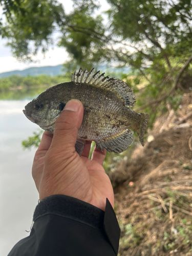 ブルーギルの釣果