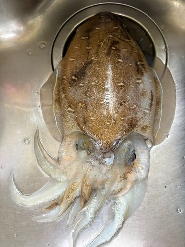 コウイカの釣果
