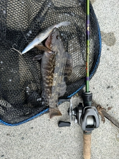 アイナメの釣果