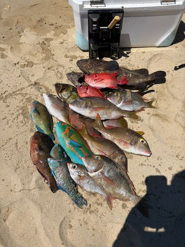 オオモンハタの釣果