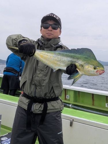 シイラの釣果