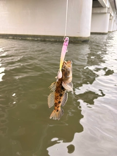 カジカの釣果