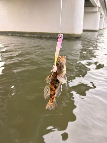 カジカの釣果