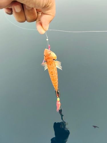 オオモンハタの釣果