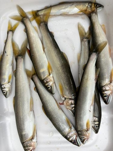 アユの釣果
