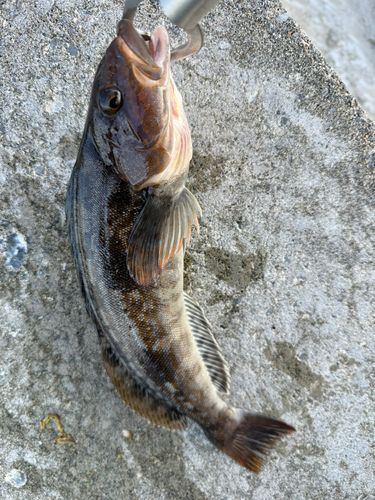 アイナメの釣果