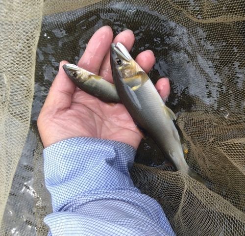 アユの釣果
