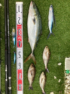 ハマチの釣果