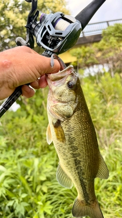 ラージマウスバスの釣果