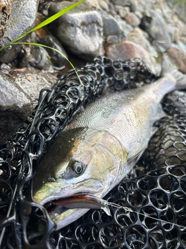 サクラマスの釣果
