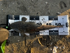 マゴチの釣果