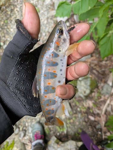 アマゴの釣果