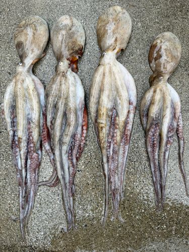 タコの釣果