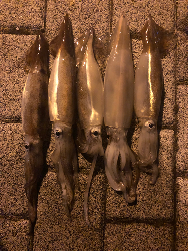 イカの釣果