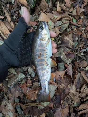 アマゴの釣果