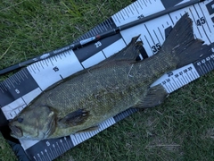 スモールマウスバスの釣果