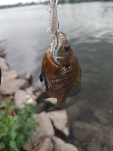 ブルーギルの釣果