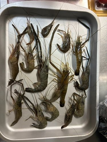テナガエビの釣果
